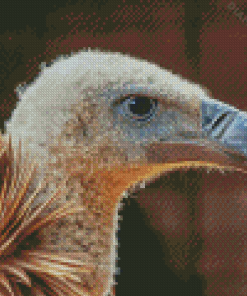 Close Up Himalayan Vulture Bird Diamond Painting