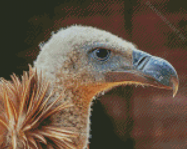 Close Up Himalayan Vulture Bird Diamond Painting