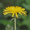 Close Up Paardenbloem Diamond Painting