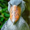 Close Up Shoebill Head Diamond Painting