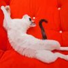 Cute White Cat With Black Tail On Sofa Diamond Painting