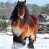Draft Horse In Snow Diamond Painting