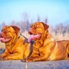 French Mastiff Dogs Diamond Painting