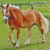 Haflinger Horse In Farm Diamond Painting