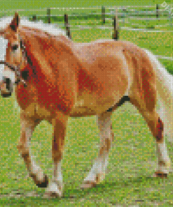 Haflinger Horse In Farm Diamond Painting