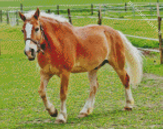 Haflinger Horse In Farm Diamond Painting