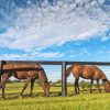 Horses Next To Fence Diamond Painting
