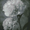 Peonies Flowers Black And White Diamond Painting