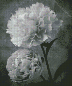 Peonies Flowers Black And White Diamond Painting
