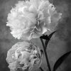 Peonies Flowers Black And White Diamond Painting