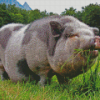 Pot Belly Pig Eating Diamond Painting