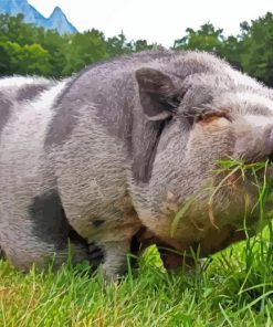 Pot Belly Pig Eating Diamond Painting