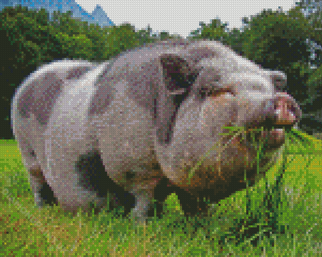 Pot Belly Pig Eating Diamond Painting