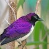 Purple Bird On Tree Diamond Painting