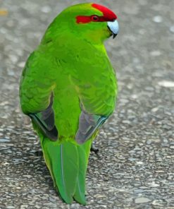 Red Crowned Parakeet Diamond Painting