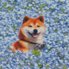 Shiba In Blue Flower Field Diamond Painting