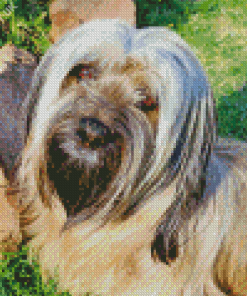 Skye Terrier Diamond Painting