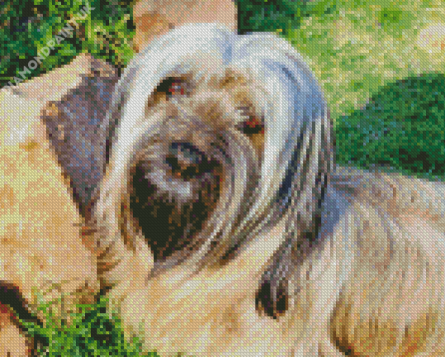 Skye Terrier Diamond Painting