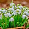 Snowdrops Flowers Plants Diamond Painting