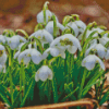 Snowdrops Flowers Plants Diamond Painting