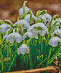 Snowdrops Flowers Plants Diamond Painting