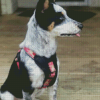 Texas Heeler Dog Animal Diamond Painting