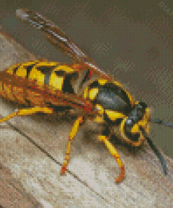 The Yellow Jacket Wasp Insect Diamond Painting