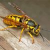 The Yellow Jacket Wasp Insect Diamond Painting