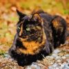 Tortoiseshell Cat Diamond Painting