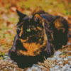 Tortoiseshell Cat Diamond Painting