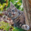 Tree Kitten Animal Diamond Painting