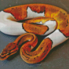 White And Brown Ball Python Snake Diamond Painting