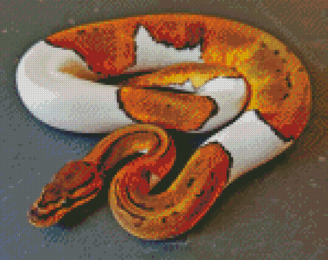 White And Brown Ball Python Snake Diamond Painting