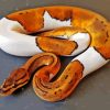 White And Brown Ball Python Snake Diamond Painting