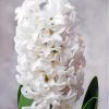 White Hyacinth Flowers Diamond Painting