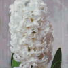 White Hyacinth Flowers Diamond Painting