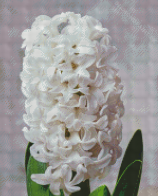 White Hyacinth Flowers Diamond Painting