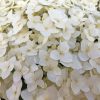 White Hydrangeas Diamond Painting