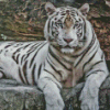 Albino Tiger Diamond Painting