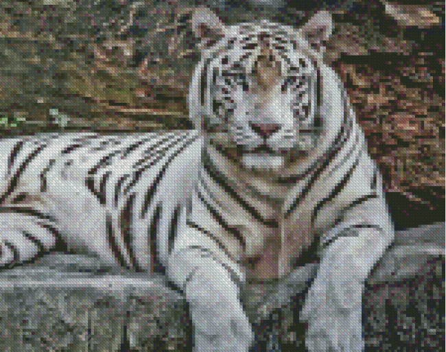 Albino Tiger Diamond Painting