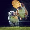 Bulldogs Playing With Frisbee Diamond Painting