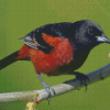 Cool Orchard Oriole Diamond Painting