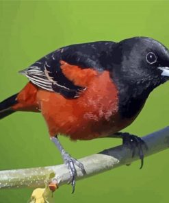 Cool Orchard Oriole Diamond Painting