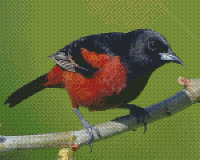 Cool Orchard Oriole Diamond Painting