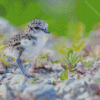 Cute New Zealand Dotterel Diamond Painting