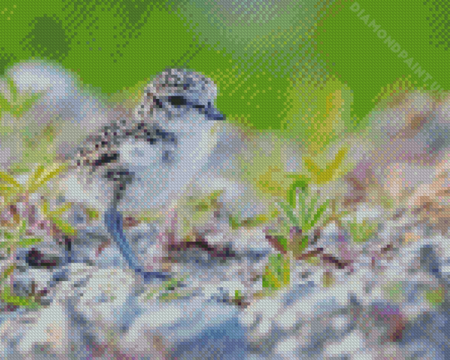 Cute New Zealand Dotterel Diamond Painting