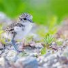 Cute New Zealand Dotterel Diamond Painting