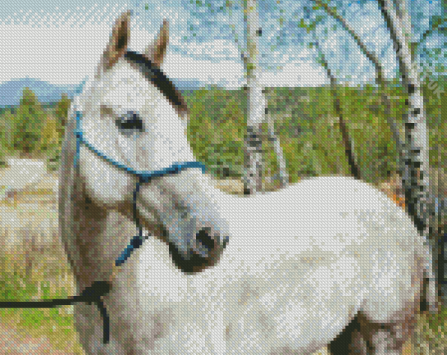 Cute White Horse Diamond Painting