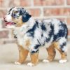 Mini Aussie Puppy Diamond Painting