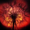 Sunset Dandelion Plant Silhouette Diamond Painting